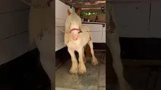 We bought a new horse #horse #equines #horseenthusiast #equestrian #traditionalcob #shorts