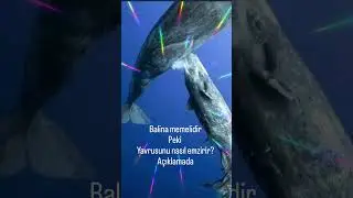 ÖSYM sordu. balinaların sütü yoğundur ve suya bırakır #yks #fypyoutube #biyoloji  🥰 #yks2025