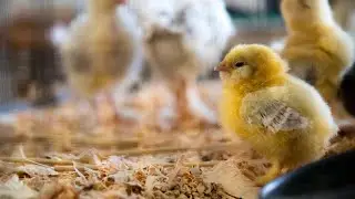 💗 Newly Born Baby Chickens! 😍