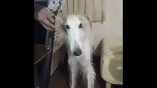 Why the Long Face