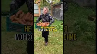 🥕морковь выращиваю только на еду 