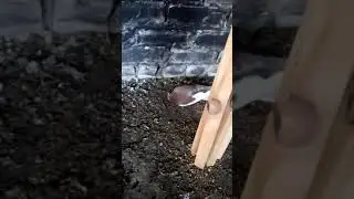 Вертячка у голубей.  Болезнь Ньюкасла