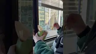They’re trying to BREAK IN!