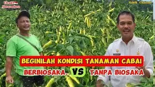 cabai Berbiosaka VS Tanpa Biosaka..Jauh berbeda !!#hanikchannel #biosaka