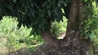 La tranquilidad del campo