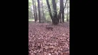 Feldhase bei einer Pause im Wald - mit Sommer Diesel 462