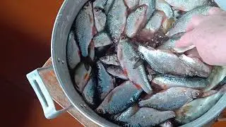 Посолила рыбу, надо вялить/ Стираем , чистим/ Вожусь с луком/