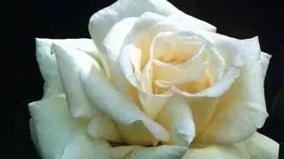 VALSUL IUBIRII