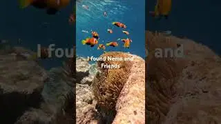 I found Nemo! #snorkeling #underwaterworld #maldivesphotography #travelshorts