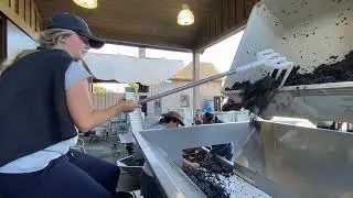 Ram's Gate Winery harvest 2023