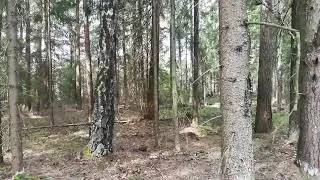 О. Яишенка в лесу.