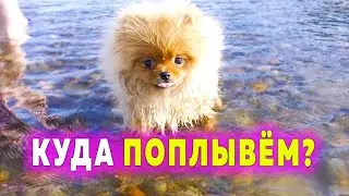 The puppy swims for the first time. Pomeranian Spitz on the river. How dogs swim