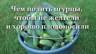 How to prolong fruiting of cucumbers. How to process cucumbers so that the leaves do not turn yellow