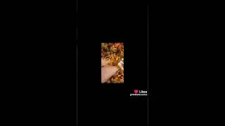 календула сушу в духовке