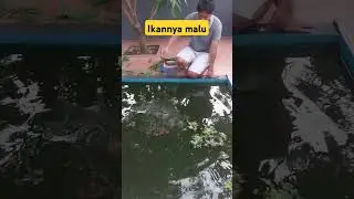 ikannya malu malu🤣#shorts #shortvideo #viral #lucu