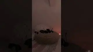 Be quiet, he has something to say