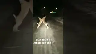Бой зайчиков)))