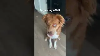 #dogshorts #dogasmr