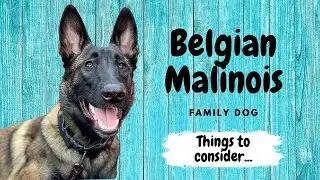 Belgian Malinois Family Dog - Things to Consider