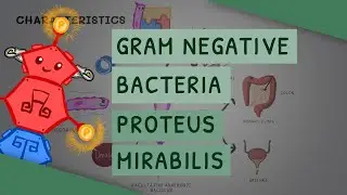 Gram Negative Bacteria: Proteus Mirabilis
