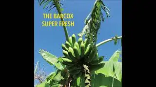 THE BARCOX  - LITTLE RAIN