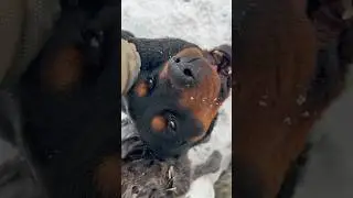 Ротвейлер терпит доставания 
