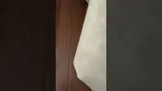Говорящий ожереловый попугай Ричи
