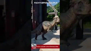 Pachycephalosaurus 