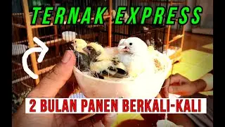How To Live Canary Birds Anti-Dead and Big Fast | BMC CANARY