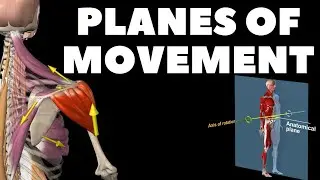 Planes of movement