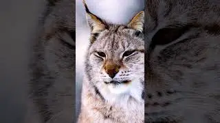 Lynx chillin  #wildlife #photography #wildlifephotography #canon