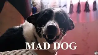 Жидкость MAD DOG!Vaping Boom Ликбез Pro [Не зашло?]