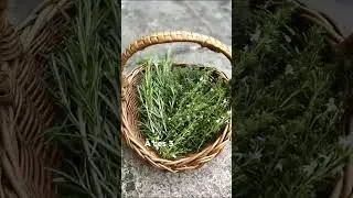 Les herbes de Provence