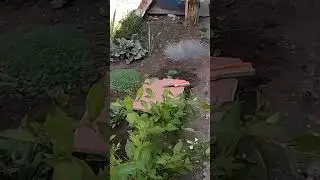 11.08.24 год преображние цветника🔥1.