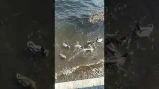 Feeding ducks... I'm Weird