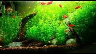 Bitki Akvaryumlarında Co2 ve Gübrelemenin Önemli İlişkisi