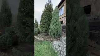 Стрижка хвойных растений.