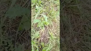 595  Что делать если Вы подняли откуп на перекрестке ! !!