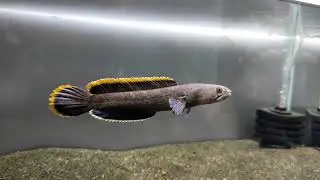 limbata yellow fin