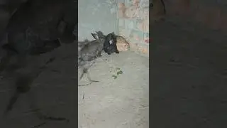 кролики