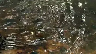 FISH Feeding Time in Our POND-The Fish 