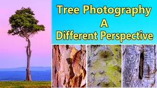 Tree Photography - A Different Perspective