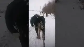 Самый смешной мем в ютуб который заставит вас похудеть от смеха смотря на этих коровок ♥️🐐🐄
