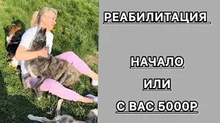 Первые упражнения, с чего начинать. #реабилитация #приют #животные #собака