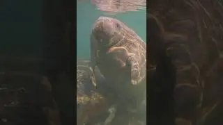 Adorable Baby Manatee comes up with algae hanging from mouth! #4k #pleasesubscribe #naturelovers
