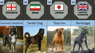 20 My Favourite Dog Breeds...