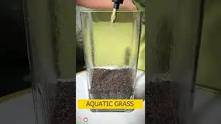 Aquatic grass and ornamental fish hight # 53