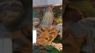 Кормим красноухих черепах, жесть какие они голодные!