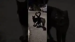 cat's love 