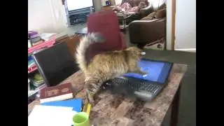 Katzen lachen - böse Katzen #4